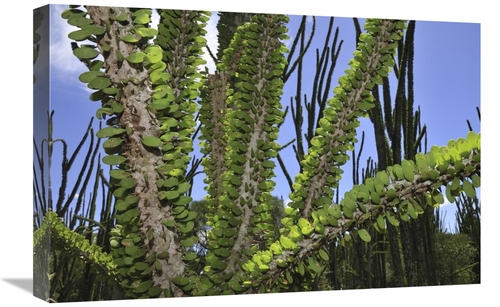 Global Gallery GCS-397654-1624-142 16 x 24 in. Madagascan Ocotillo&#44