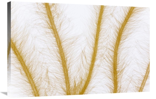 Global Gallery GCS-395315-2436-142 24 x 36 in. Lyngbye Algae Four Cent