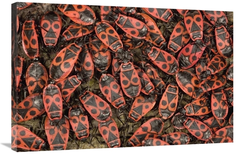 Global Gallery GCS-395349-2436-142 24 x 36 in. Fire Bug Mass Mating&#4