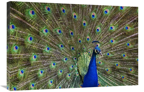 Global Gallery GCS-396940-2436-142 24 x 36 in. Indian Peafowl Male wit