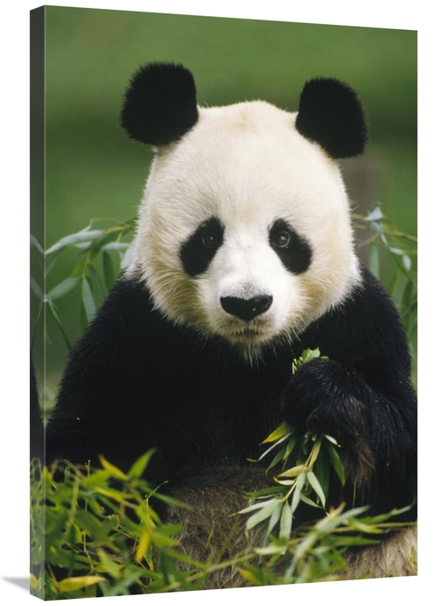 Global Gallery GCS-395742-2436-142 24 x 36 in. Giant Panda Eating Bamb