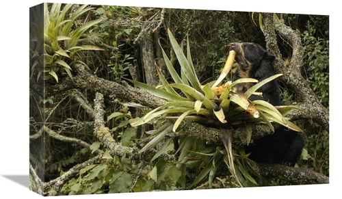 Global Gallery GCS-453141-1218-142 12 x 18 in. Spectacled Bear Feeding