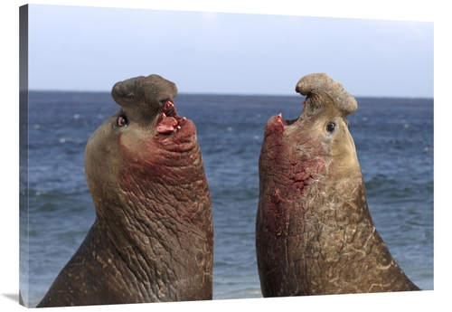Global Gallery GCS-453553-3040-142 30 x 40 in. Southern Elephant Seal 