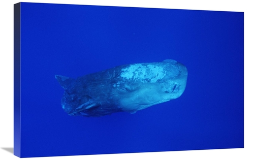 Global Gallery GCS-450782-2030-142 20 x 30 in. Sperm Whale with Remora