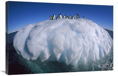 Global Gallery GCS-397789-2436-142 24 x 36 in. Adelie Penguin Group Ri