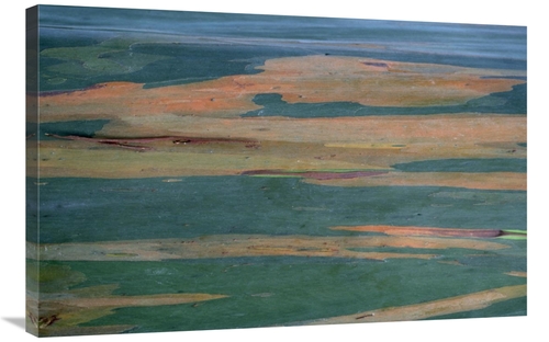 Global Gallery GCS-398444-2436-142 24 x 36 in. Gum Tree Bark Detail Ar