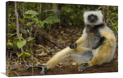 Global Gallery GCS-453032-2436-142 24 x 36 in. Diademed Sifaka, Ma