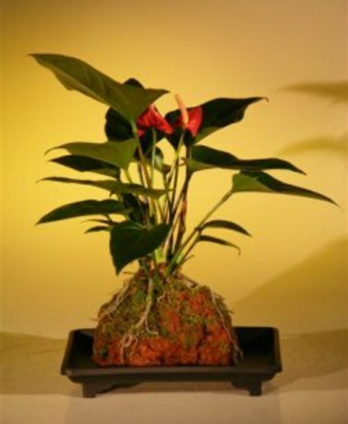 Flowering Red Anthurium  In Hawaiian Lava Rock ("small talk") Bonsai