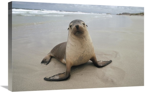 Global Gallery GCS-452904-2030-142 20 x 30 in. Australian Sea Lion Por