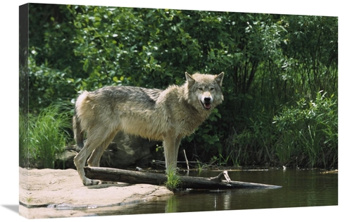 Global Gallery GCS-452556-2030-142 20 x 30 in. Timber Wolf on Riverban