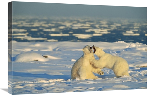 20 x 30 in. Polar Bear Males Fighting, Hudson Bay, Canada Art 