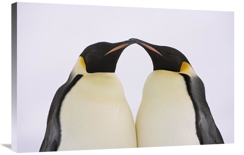 Global Gallery GCS-395325-2436-142 24 x 36 in. Emperor Penguin Pair Co