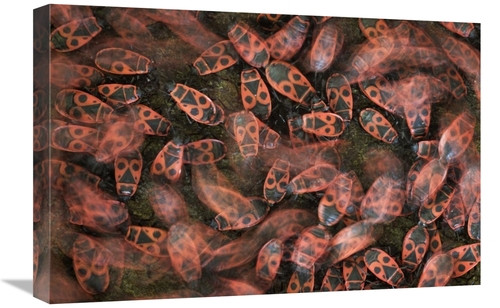 Global Gallery GCS-395350-1624-142 16 x 24 in. Fire Bug Mass Mating