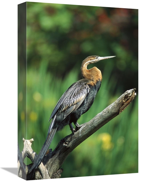 Global Gallery GCS-450823-1218-142 12 x 18 in. African Darter Portrait