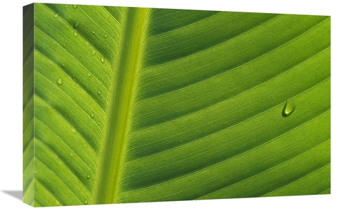 Global Gallery GCS-398090-1624-142 16 x 24 in. Banana Close Up of Leaf