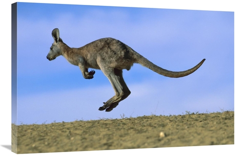 Global Gallery GCS-395902-2436-142 24 x 36 in. Wallaroo or Euro Kangar