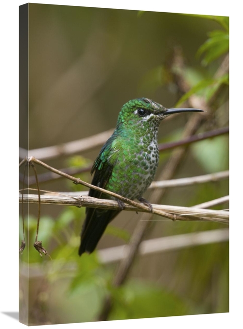 Global Gallery GCS-397362-2030-142 20 x 30 in. Green-Crowned Brilliant