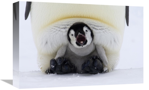Global Gallery GCS-398018-1218-142 12 x 18 in. Emperor Penguin Chick o
