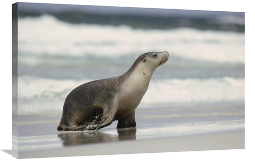 Global Gallery GCS-452726-2436-142 24 x 36 in. Australian Sea Lion Fem