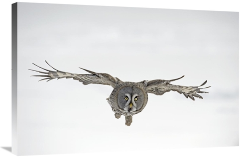 Global Gallery GCS-398262-2436-142 24 x 36 in. Great Grey Owl Flying&#