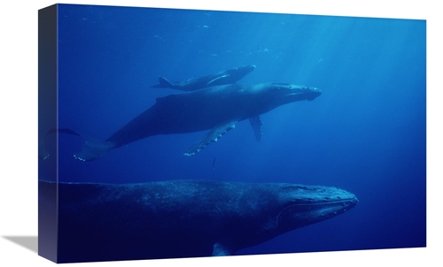 Global Gallery GCS-450575-1218-142 12 x 18 in. Humpback Whale Mother &