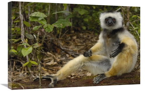 Global Gallery GCS-453032-2030-142 20 x 30 in. Diademed Sifaka, Ma