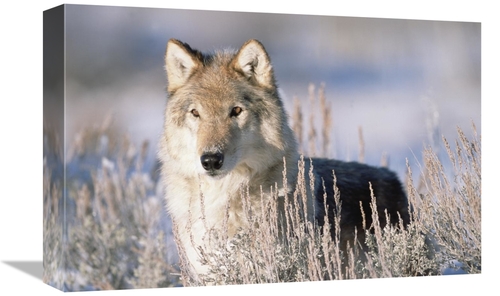 Global Gallery GCS-396036-1218-142 12 x 18 in. Timber Wolf Portrait&#4