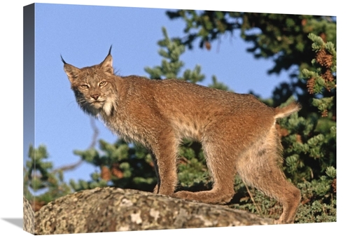 Global Gallery GCS-396183-1824-142 18 x 24 in. Canada Lynx Climbing on
