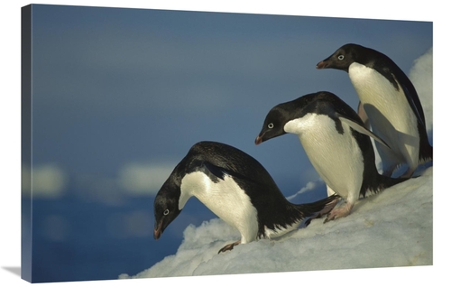 Global Gallery GCS-451721-2436-142 24 x 36 in. Adelie Penguin Commutin
