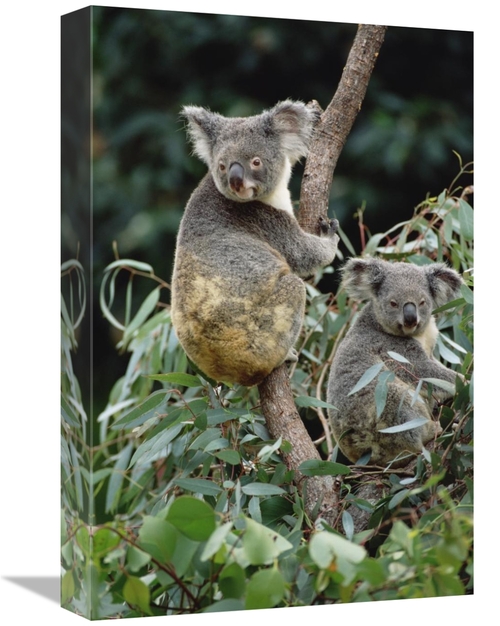 Global Gallery GCS-452879-1218-142 12 x 18 in. Koala Males, Easter