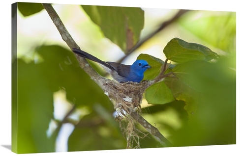 Global Gallery GCS-453640-2436-142 24 x 36 in. Black-Naped Monarch Fem