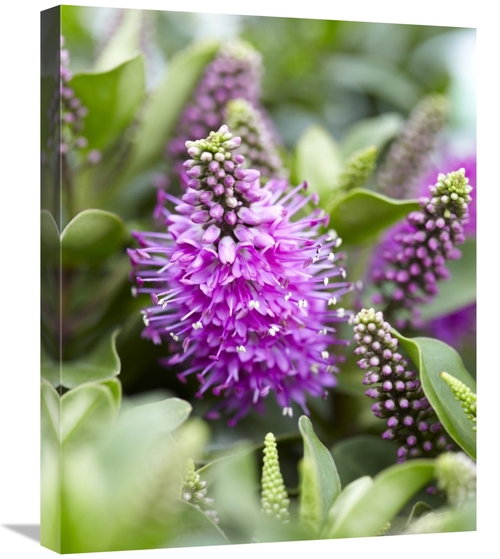 Global Gallery GCS-398351-2024-142 20 x 24 in. Hebe Dona Diana Variety