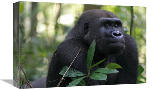 12 x 18 in. Silverback Gorilla, Gabon Art Print - Cyril Ruoso