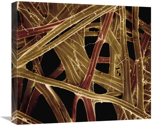 Global Gallery GCS-397624-22-142 22 in. Spanish Moon Moth Graellsia Is