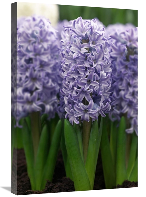 Global Gallery GCS-398362-2030-142 20 x 30 in. Hyacinth Skyline Variet