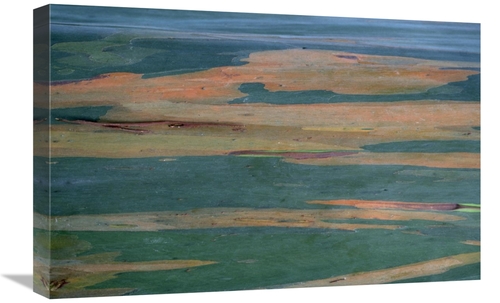 Global Gallery GCS-398444-1624-142 16 x 24 in. Gum Tree Bark Detail Ar