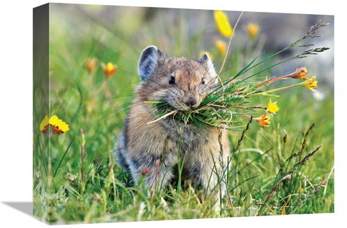 Global Gallery GCS-486599-16-142 16 in. Pika Art Print - Vic Schendel