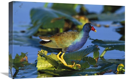 Global Gallery GCS-453277-1624-142 16 x 24 in. Purple Gallinule Standi