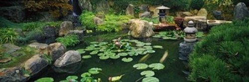 Lilies in a pond at Japanese Garden  University of California  Los Ang