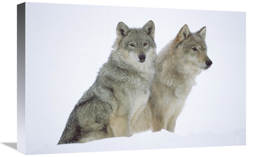 Global Gallery GCS-452039-1624-142 16 x 24 in. Timber Wolf Portrait of