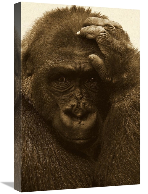 Global Gallery GCS-453663-1624-142 16 x 24 in. Western Lowland Gorilla