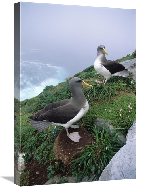 Global Gallery GCS-451774-1624-142 16 x 24 in. Chatham Albatrosses Nes