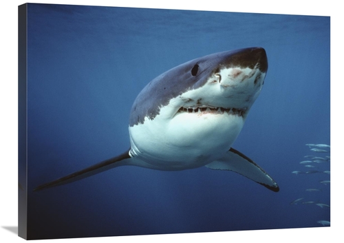 Global Gallery GCS-397972-2432-142 24 x 32 in. Great White Shark Swimm