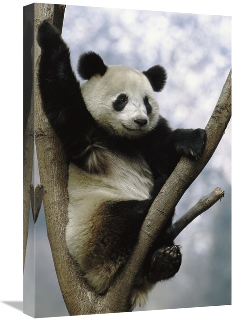 Global Gallery GCS-397901-1624-142 16 x 24 in. Giant Panda in Tree&#44