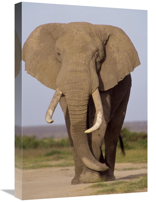 Global Gallery GCS-452800-1624-142 16 x 24 in. African Elephant Bull&#