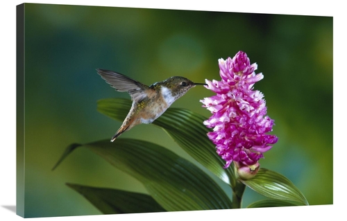 Global Gallery  24 x 36 in. Scintillant Hummingbird Feeding at & Polli