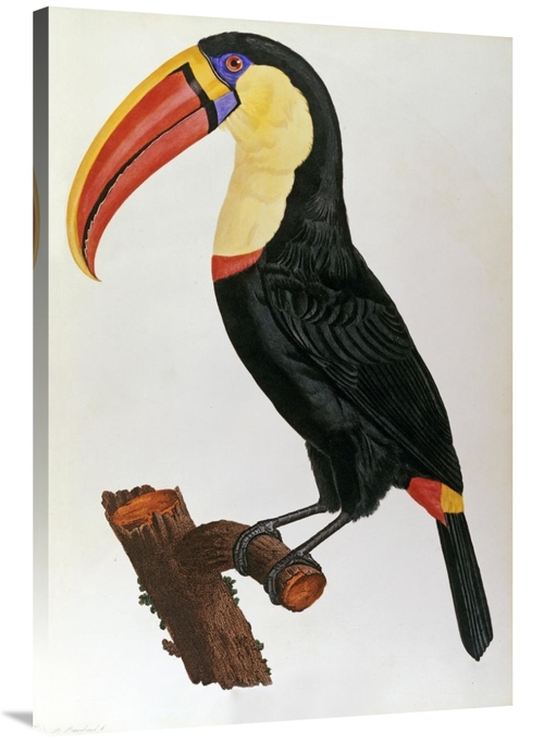 Global Gallery GCS-266735-40-142 40 in. Le Toucan Art Print - Francois