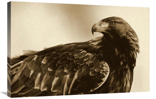 Global Gallery GCS-398051-2436-142 24 x 36 in. Golden Eagle Portrait&#