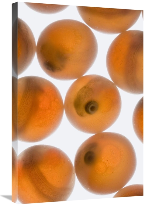Global Gallery GCS-395711-2030-142 20 x 30 in. Coho Salmon Eggs at Ten