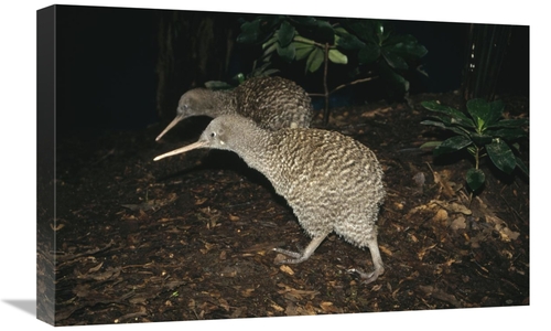 Global Gallery GCS-451067-1624-142 16 x 24 in. Great Spotted Kiwi Bree
